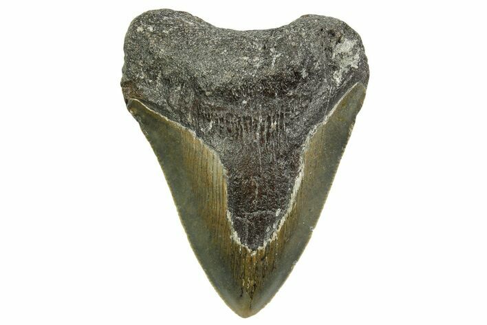 Bargain, Juvenile Megalodon Tooth - Serrated Blade #363691